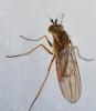 Syntormon sp.